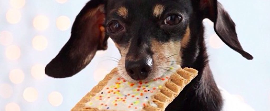 New Pet Products July 2016