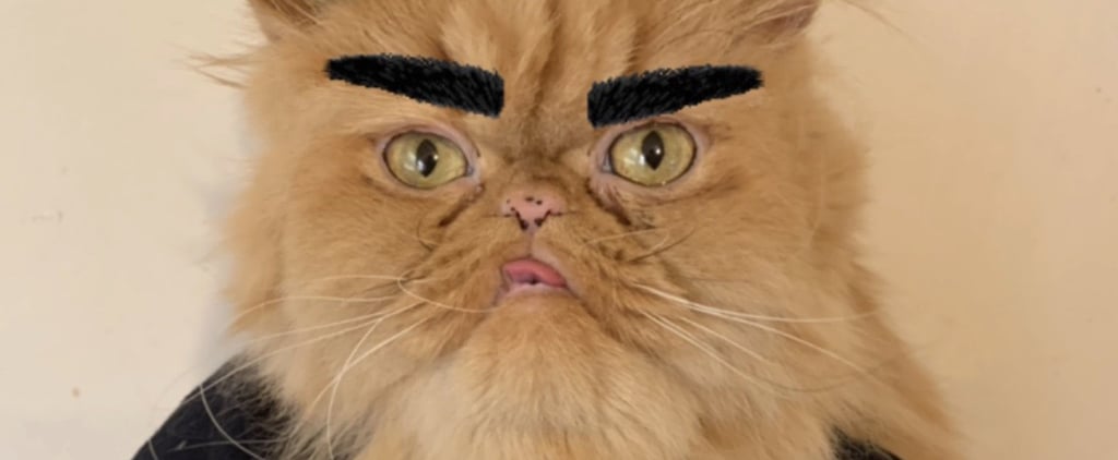 Cat Dressed in Schitt's Creek DIY Halloween Costumes