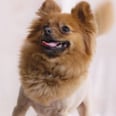 Celebrate the Year of the Dog With These Adorably Groomed Pups!