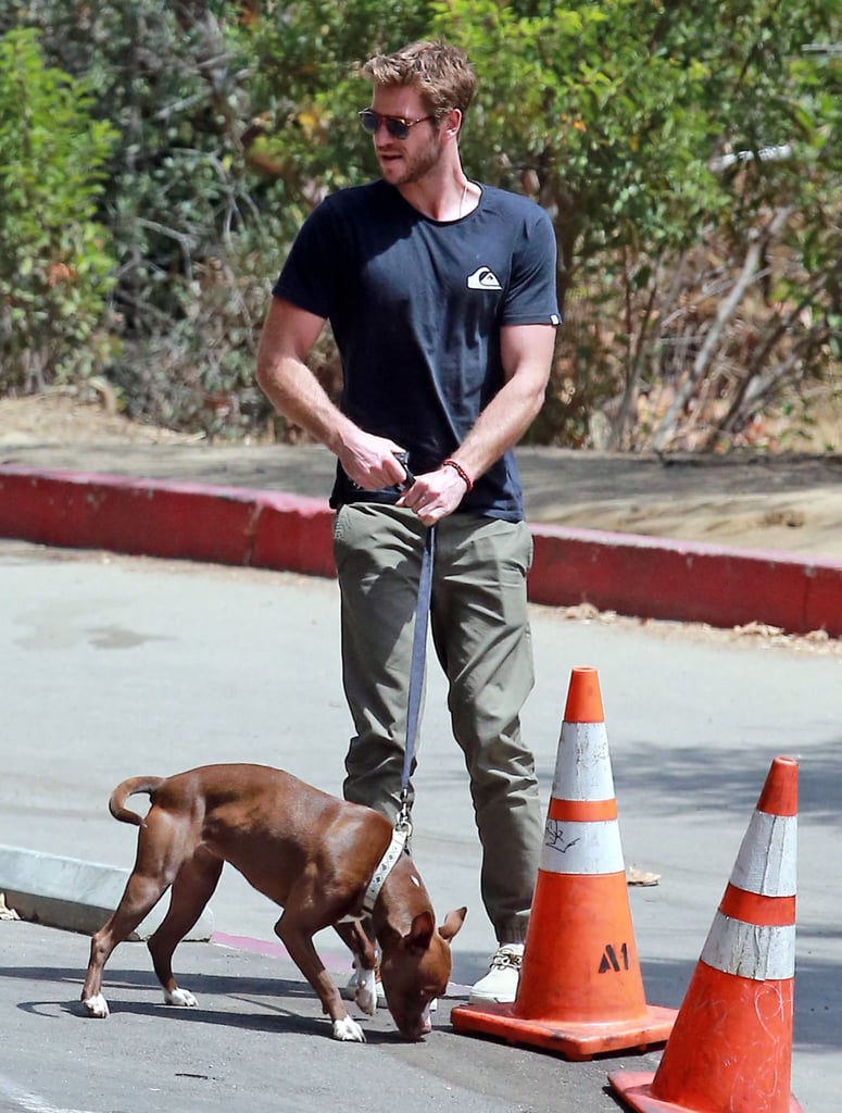 Liam Hemsworth Walking His Dog August 2015 | Pictures