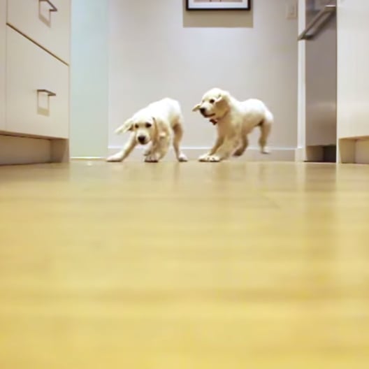 Golden Retriever Dogs Time-Lapse Video