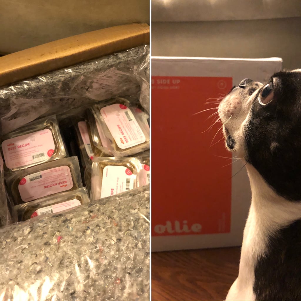 Best Dog Food Delivery Companies Ollie Review POPSUGAR Pets
