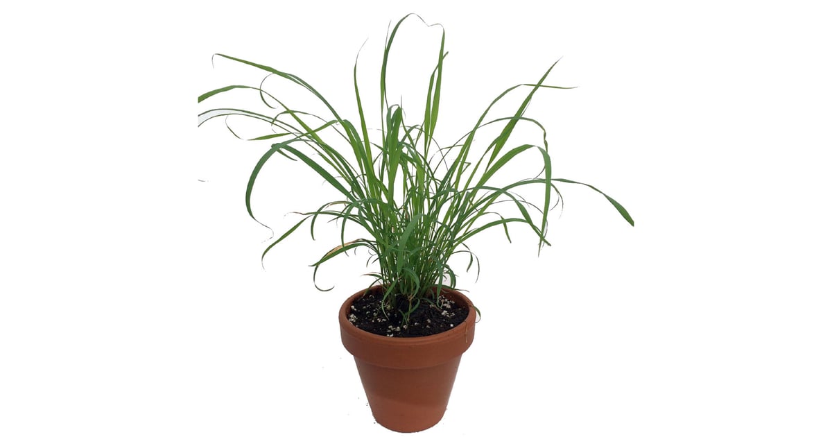 Lemongrass Plant  Mosquito-Repelling Plants  POPSUGAR Home Photo 21