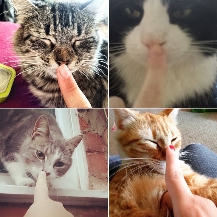 Cat Boops