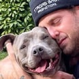 Jonah Hill Rescued a "Beautiful, Extra Cuddly" 3-Year-Old Pit Bull, and She's So Cute