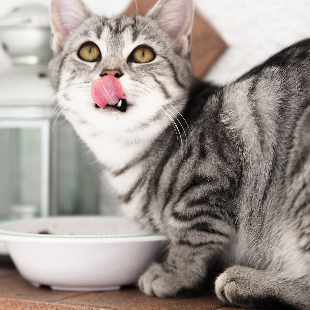 7 Human Food That Cats Can Safely Eat | POPSUGAR Pets