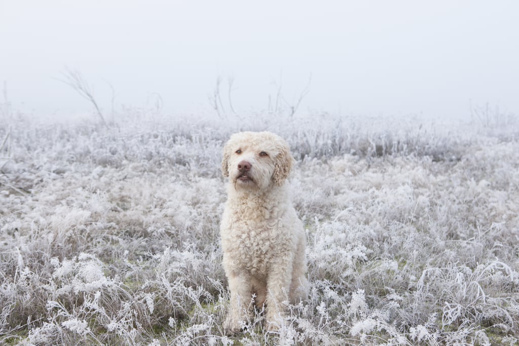 Cute Pictures of Labradoodles