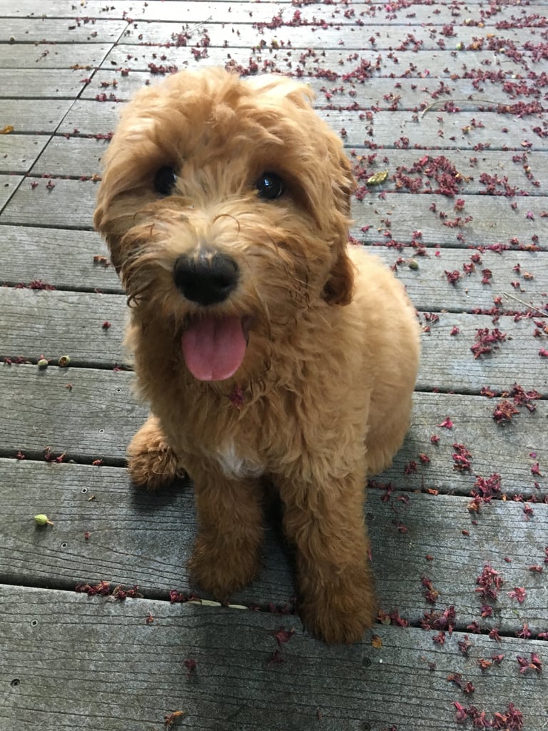 Cute Pictures of Goldendoodles