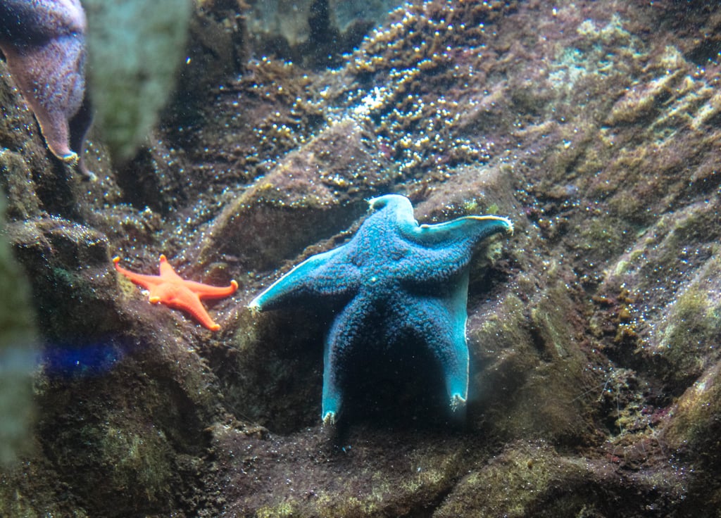 If you're low on time but are looking to explore at least one of place, I recommend stopping by the Shedd Aquarium. Not only will you be able to meet over 32,000 animals from aquatic habitats around the world, but you can also sit in on aquatic presentations and get face to face with dolphins, beluga whales, sea otters, and penguins. 
Looking for the days with free admission? Check them out here.