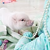 Adorable Pictures of a Toddler and Her Pet Pig | POPSUGAR Moms