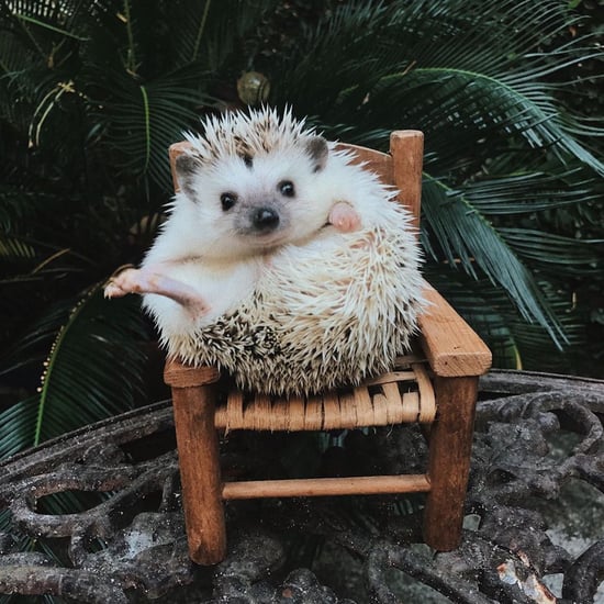 Cute Lionel the Hedgehog Photos