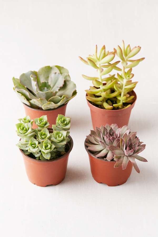 A Set of 4 Live Assorted Succulents