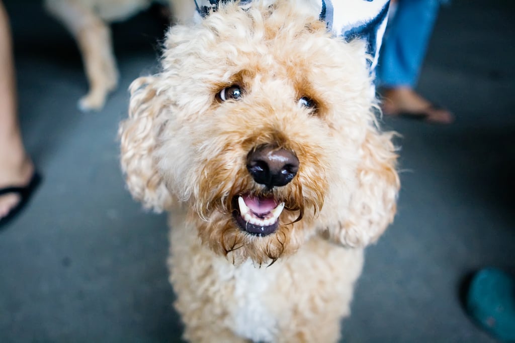 Cute Pictures of Labradoodles