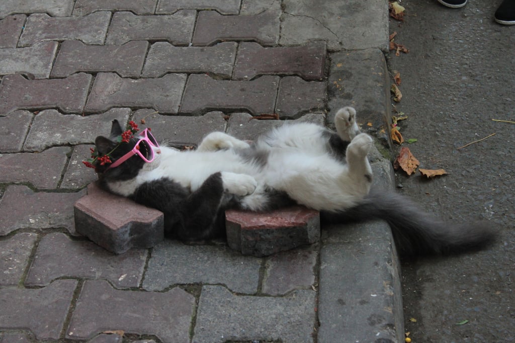 Best Funny Tumblr Photos of 2015