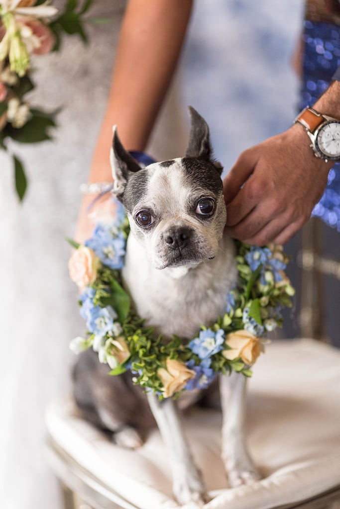 Dogs in Weddings