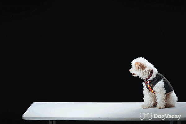 Dogs Doing Harry Potter Spells