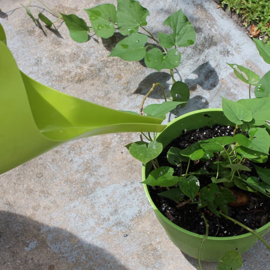 DIY Plant Fertilizer