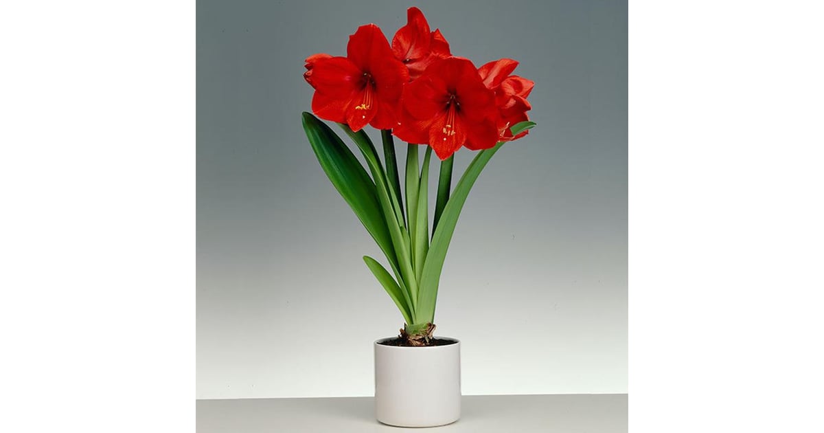 Amaryllis Best Indoor Flower Plants For Beginners Popsugar Home Photo 7