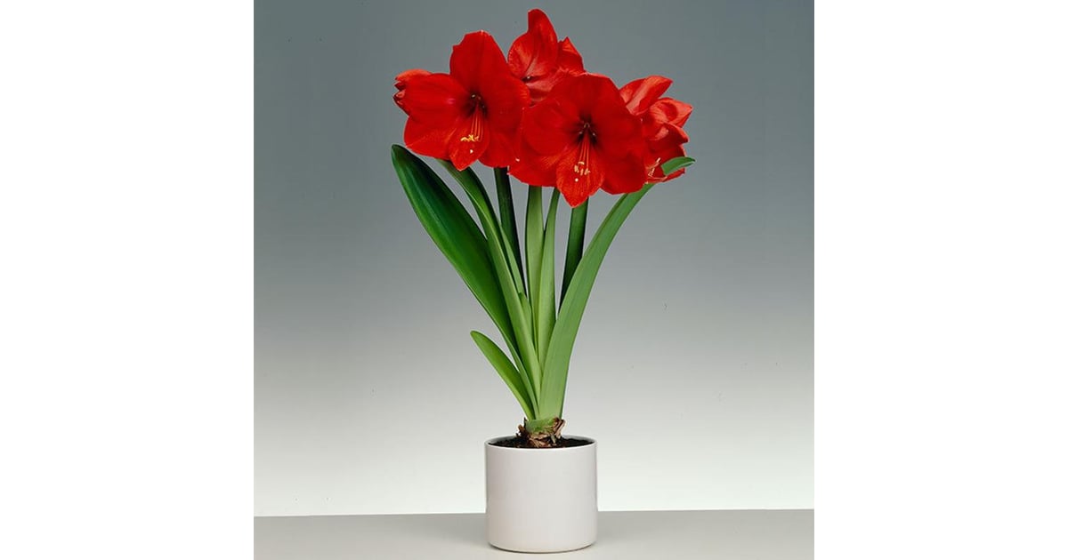 Amaryllis Best Indoor Flower Plants For Beginners Popsugar Home Photo 7 1178