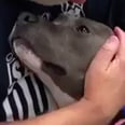 The Look of Love on This Pit Bull's Face After Being Rescued Is Bringing Me to a Level of Mush I Didn't Know Existed