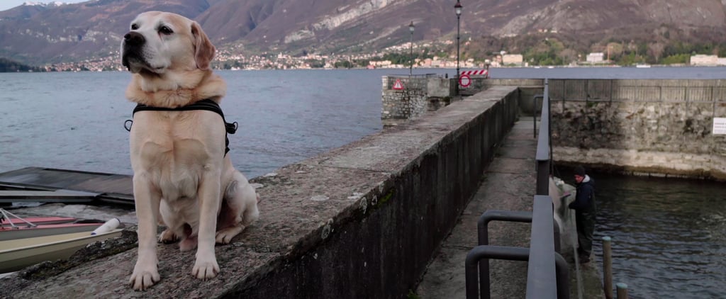 Netflix Dogs Documentary Trailer