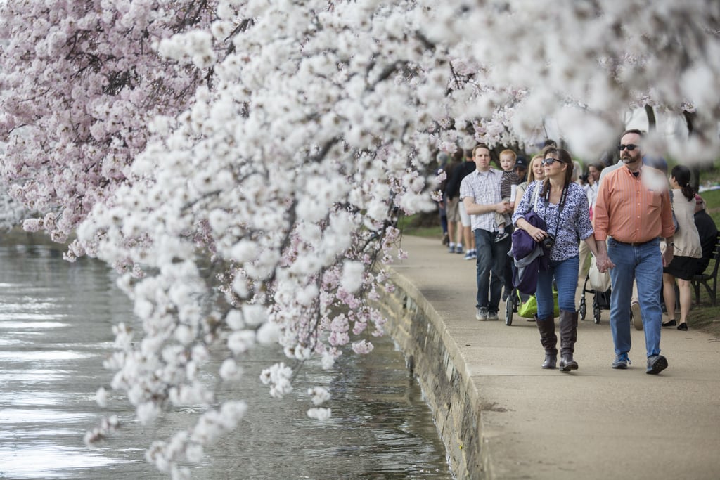 Washington DC Cherry Blossoms