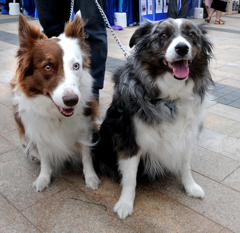 File:Blue merle Border Collie.jpg - Wikimedia Commons