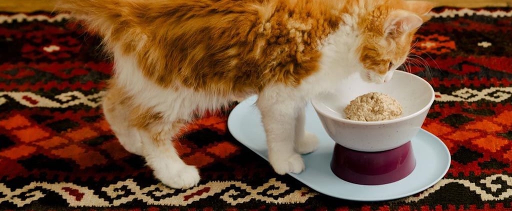 Best Products For New Cat Owners