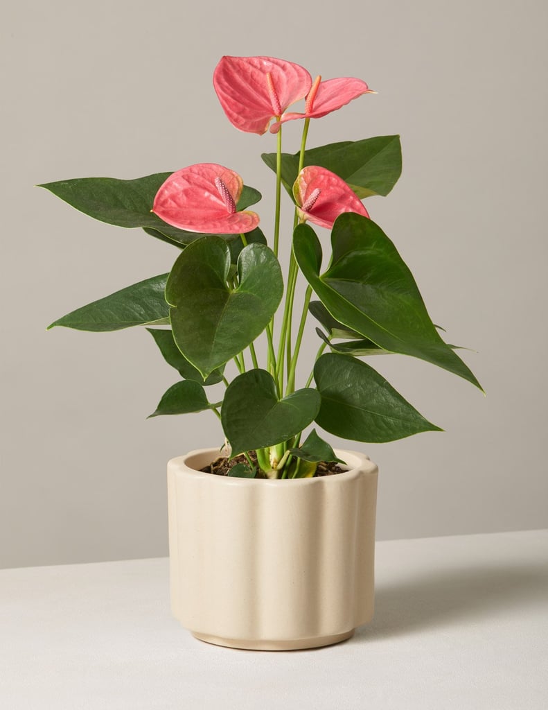 A Pretty Plant: The Sill Pink Anthurium