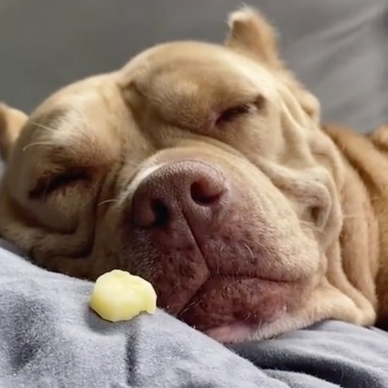 25个TikTok视频，狗狗在它们最喜欢的零食面前醒来