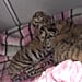 Tiger Babies Born at Columbus Zoo