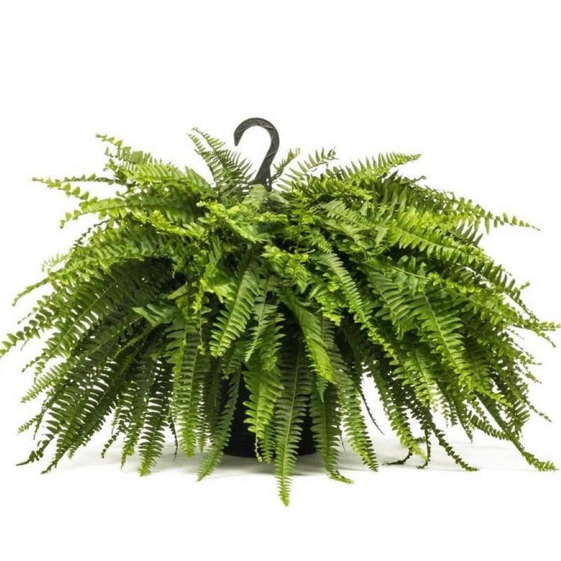 Boston Fern