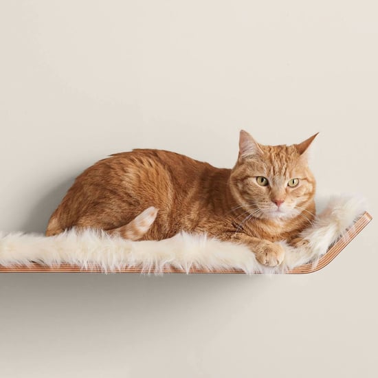 Stylish Cat Bed Shelf | Editor Review