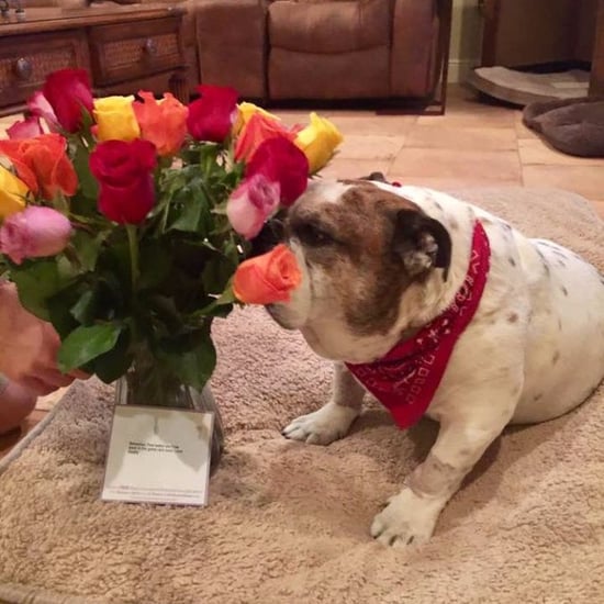 Dad Sends Flowers to Dog Tweet