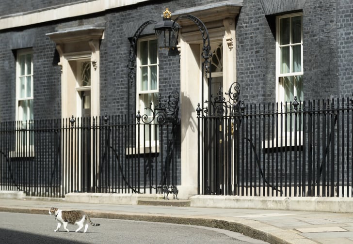 Larry the Cat at 10 Downing Street POPSUGAR Pets Photo 9