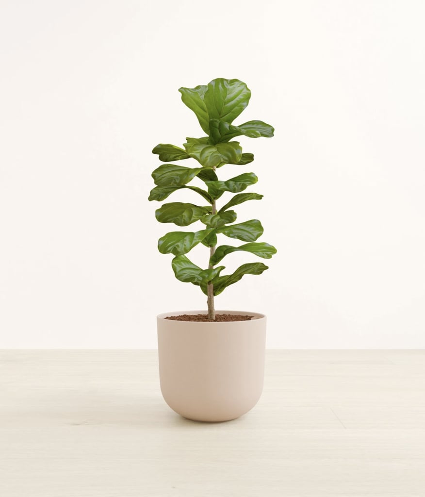 EasyPlant Fiddle Leaf Fig Bush