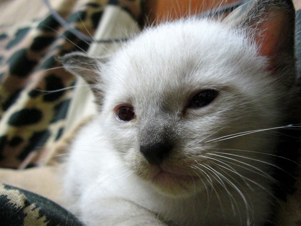 Siamese kittens are born white with markings developing around four weeks of age. A heat-sensitive gene causes the coloring to develop on the cooler parts of the body, which is the result of a partial albinism gene. And Siamese cats darken as they age, showing a difference in coloring as the cat grows through adulthood.
Source: Flickr user BlackZero_007