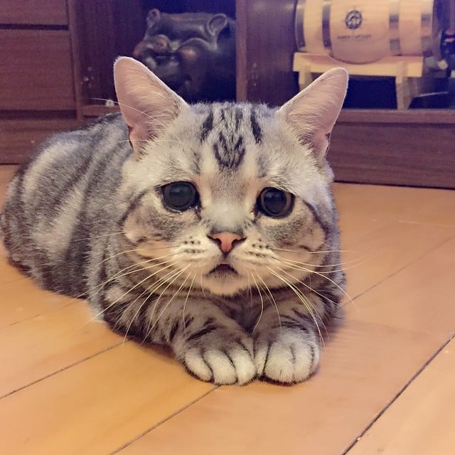 Saddest Cat on the Internet | Pictures