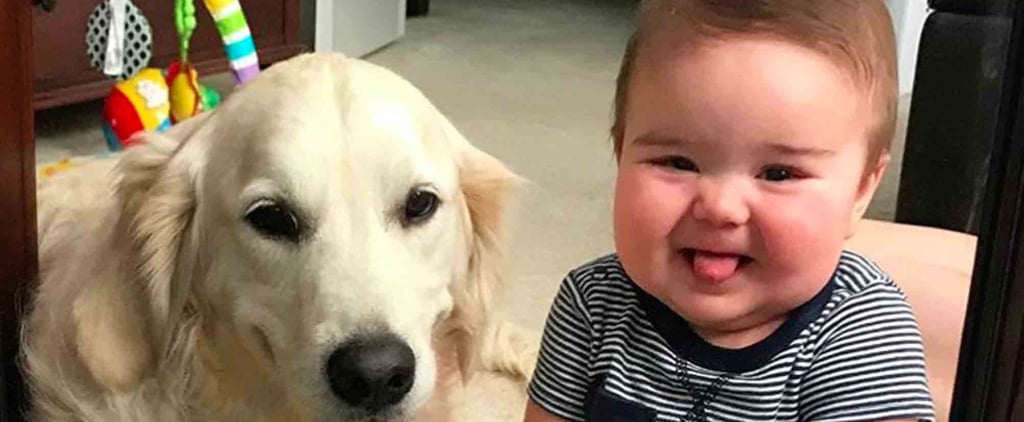 Photos of Golden Retrievers and Babies
