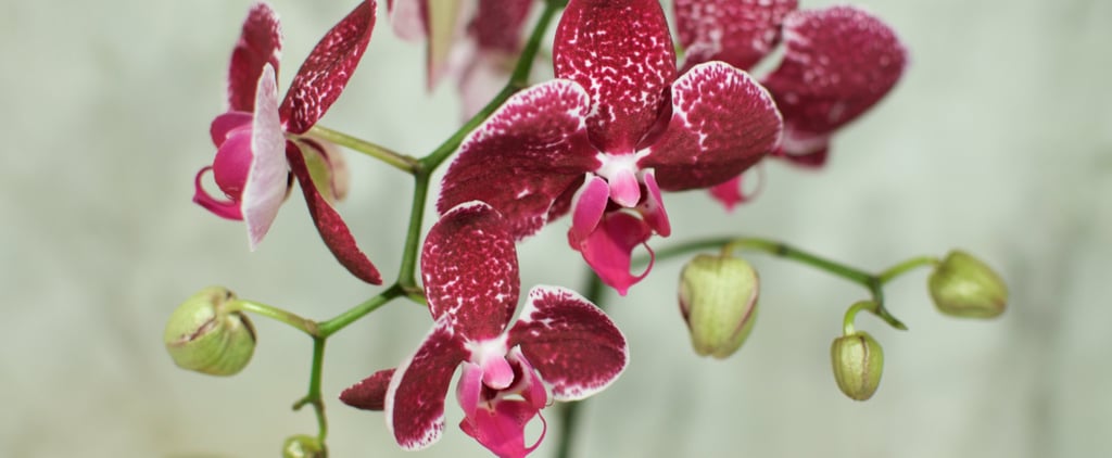 Bet You Didn't Know You Could Rebloom Your Orchid With This Pantry Staple
