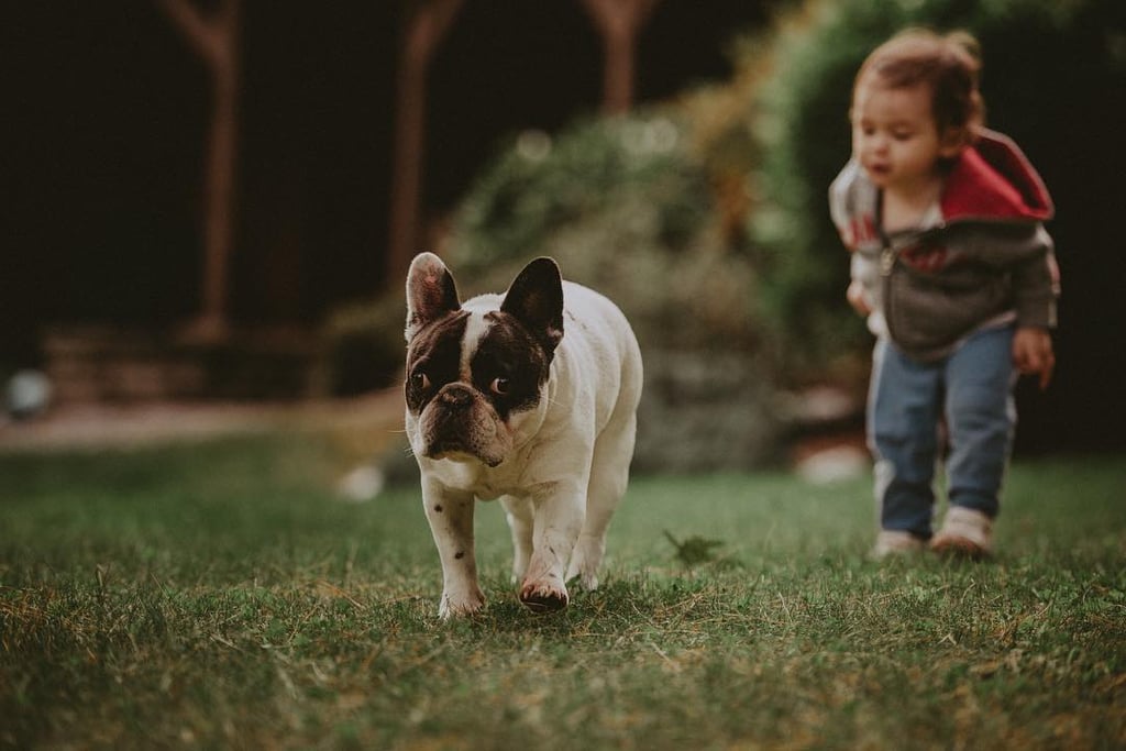 Pictures of French Bulldogs and Babies