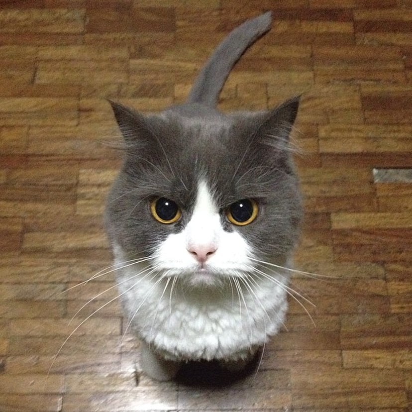 Angry cat with 'horns' is loveable 'big ball of fluff