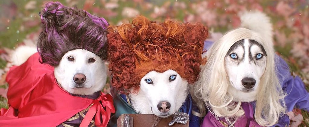 Labrador and Husky Dogs Dressed as Hocus Pocus Witches