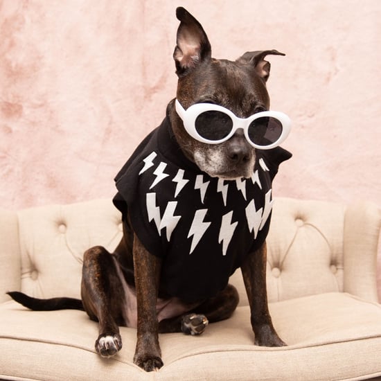 Pit Bull Poses in Schitt's Creek Character Costumes | Photos