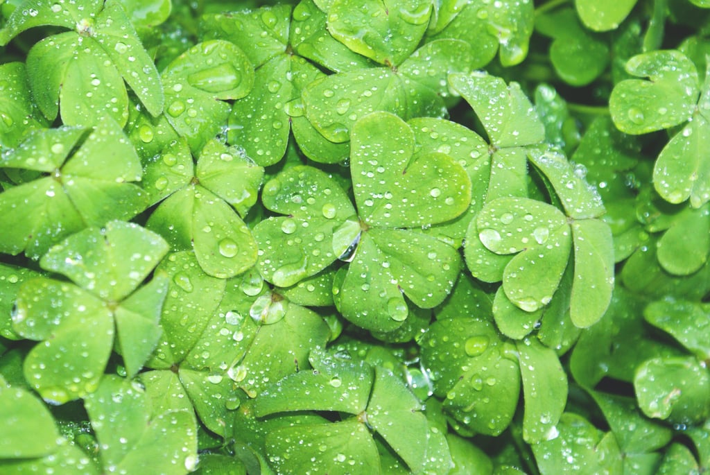 Shamrocks Zoom Background