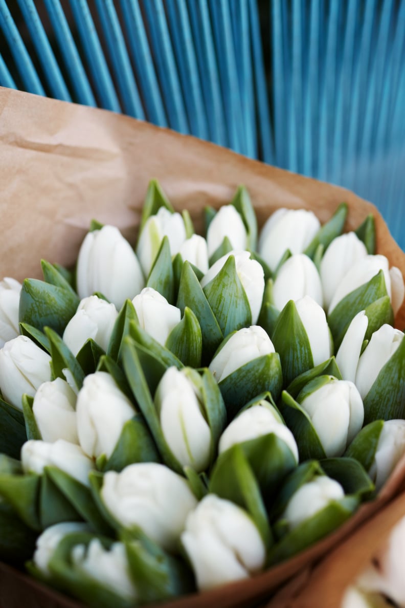 All You Need To Know About Tulip Flowers