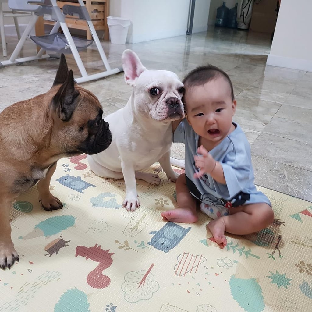 Pictures of French Bulldogs and Babies