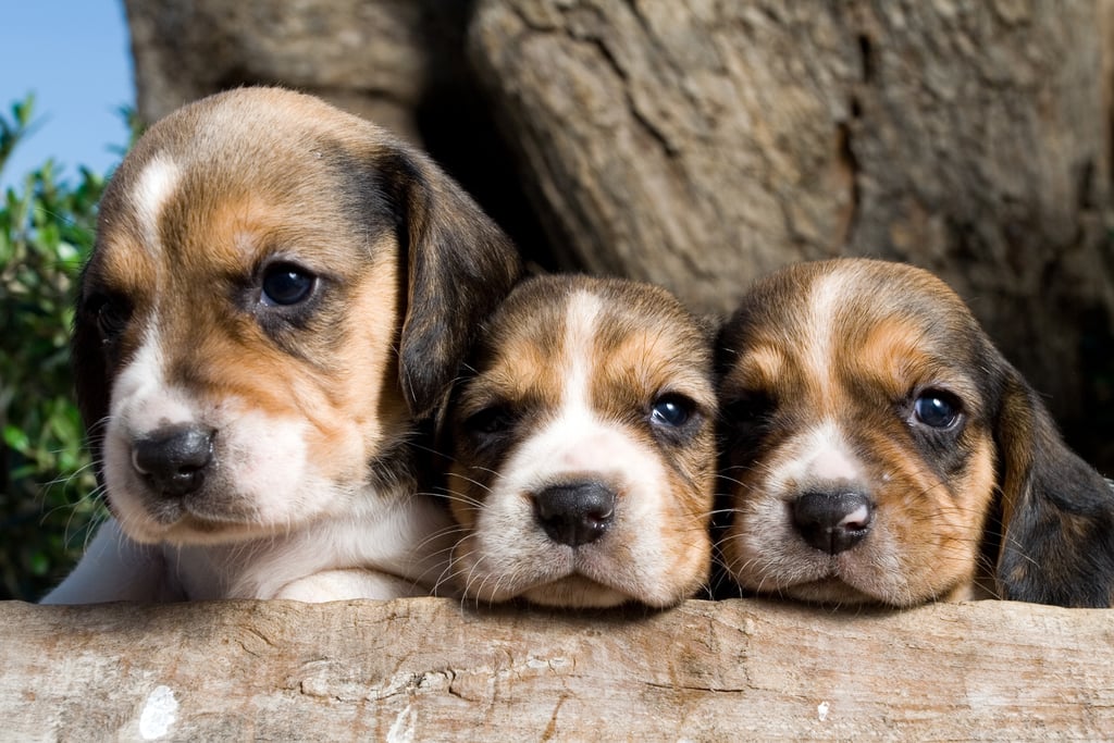 Cutest Pictures of Beagles