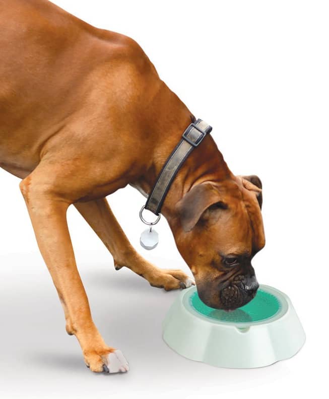Cooling water bowl for dogs sales