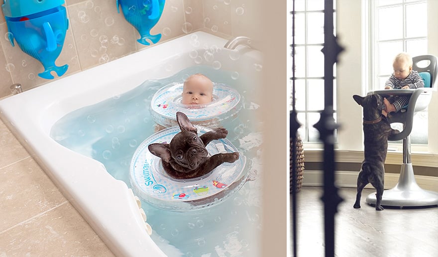 Baby and French Bulldog Pictures